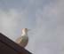Majestic Seagull
